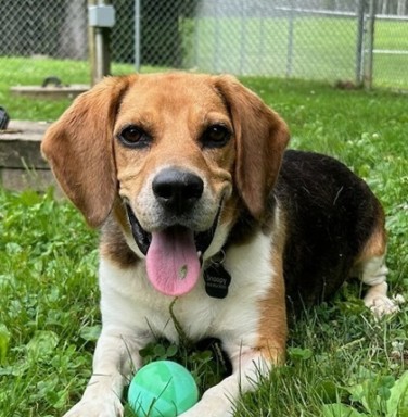 beagle with green ball