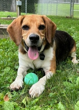 beagle with green ball