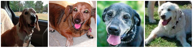 Belle, Lily, Shadow, and Tex, 4 senior dogs aided by The Grey Muzzle Organization in 2012