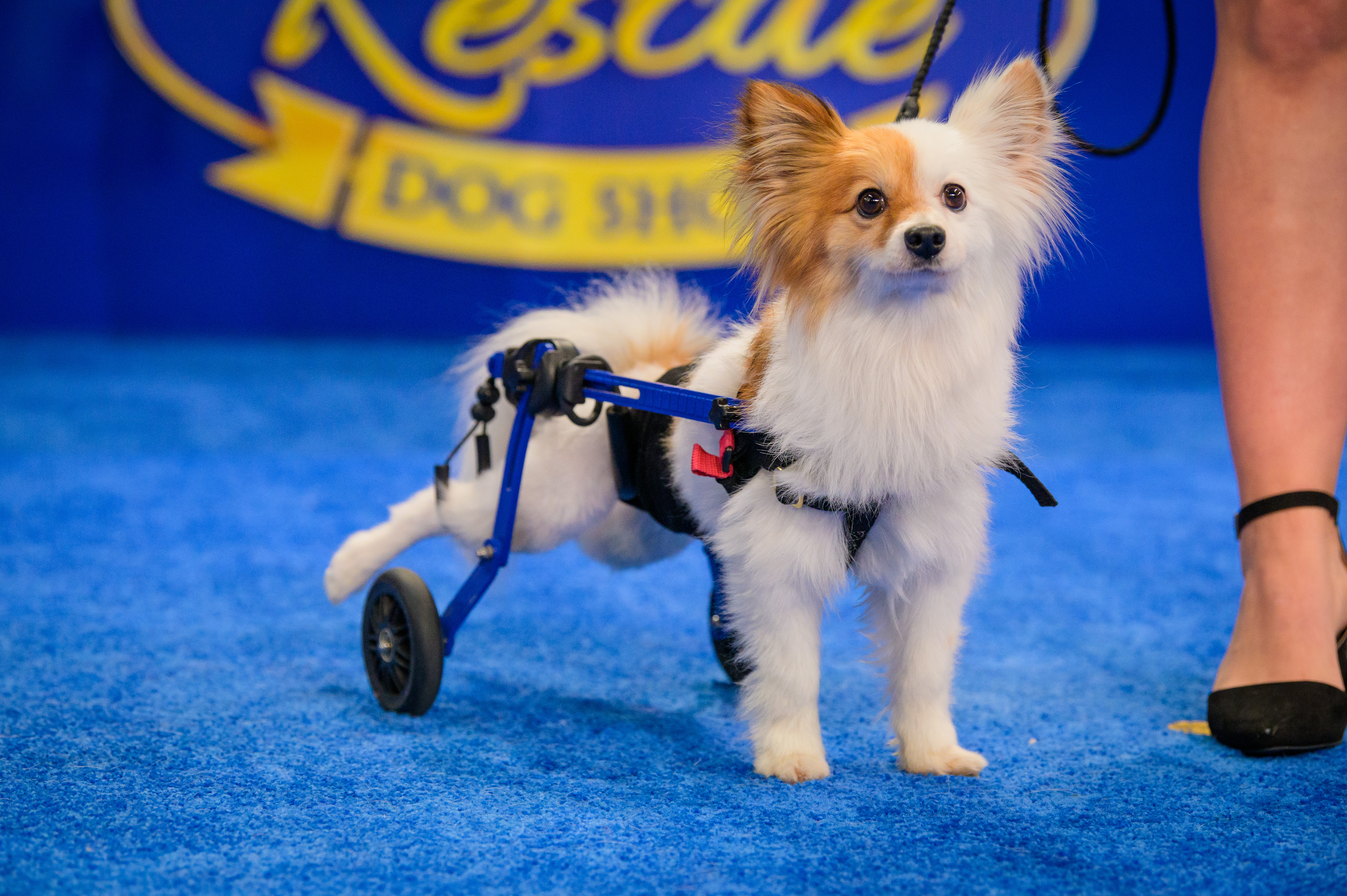 Little dog using wheelchair Little dog using wheelchair
