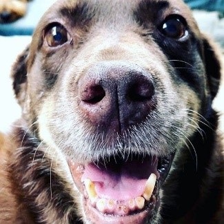 Ben Brown dog with smile
