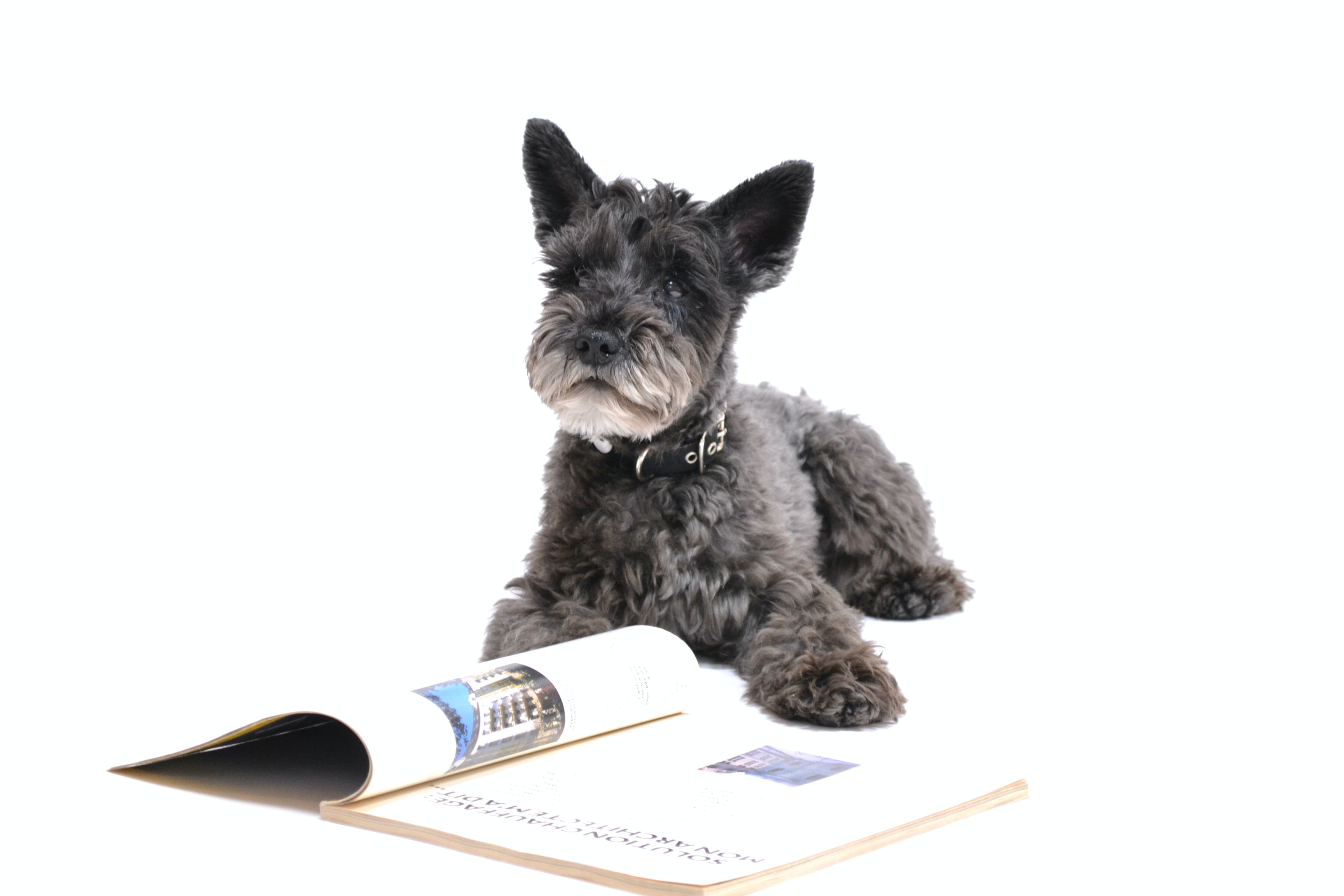 Dog and magazine Dog and magazine