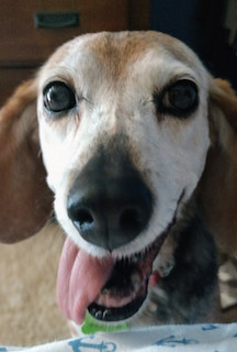 Dasiy Beagle with tongue out and gray face.