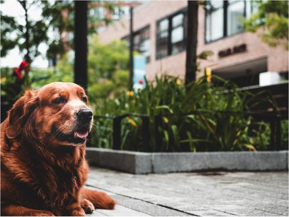 Golden retriever sitting outside building Golden retriever sitting outside building