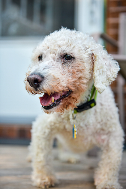 White poodle mix Jack White poodle mix Jack