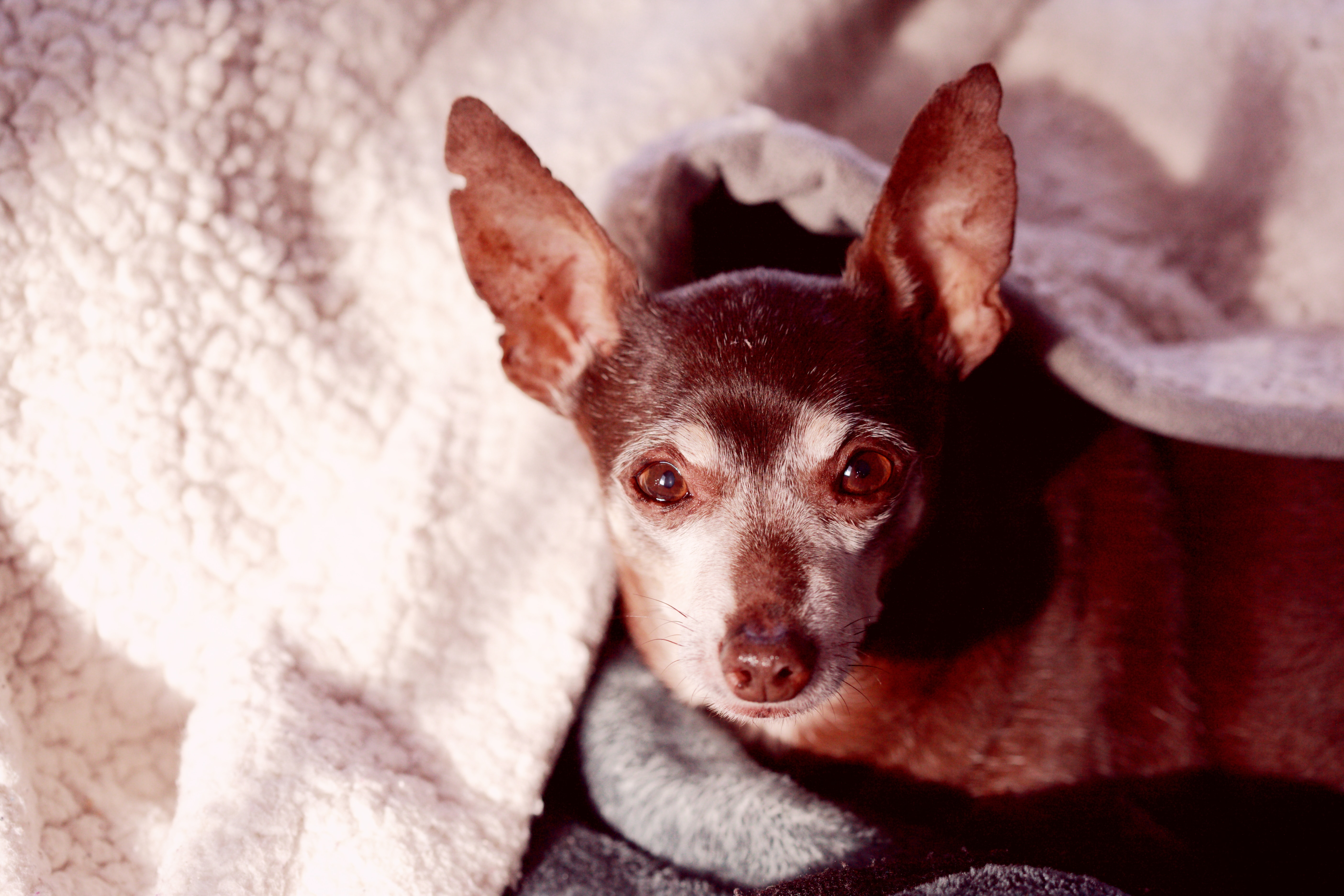 Brown Chihuahua under blanket