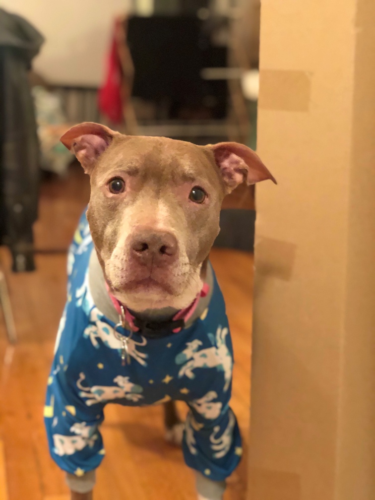Hazel Brown pittie in pjs