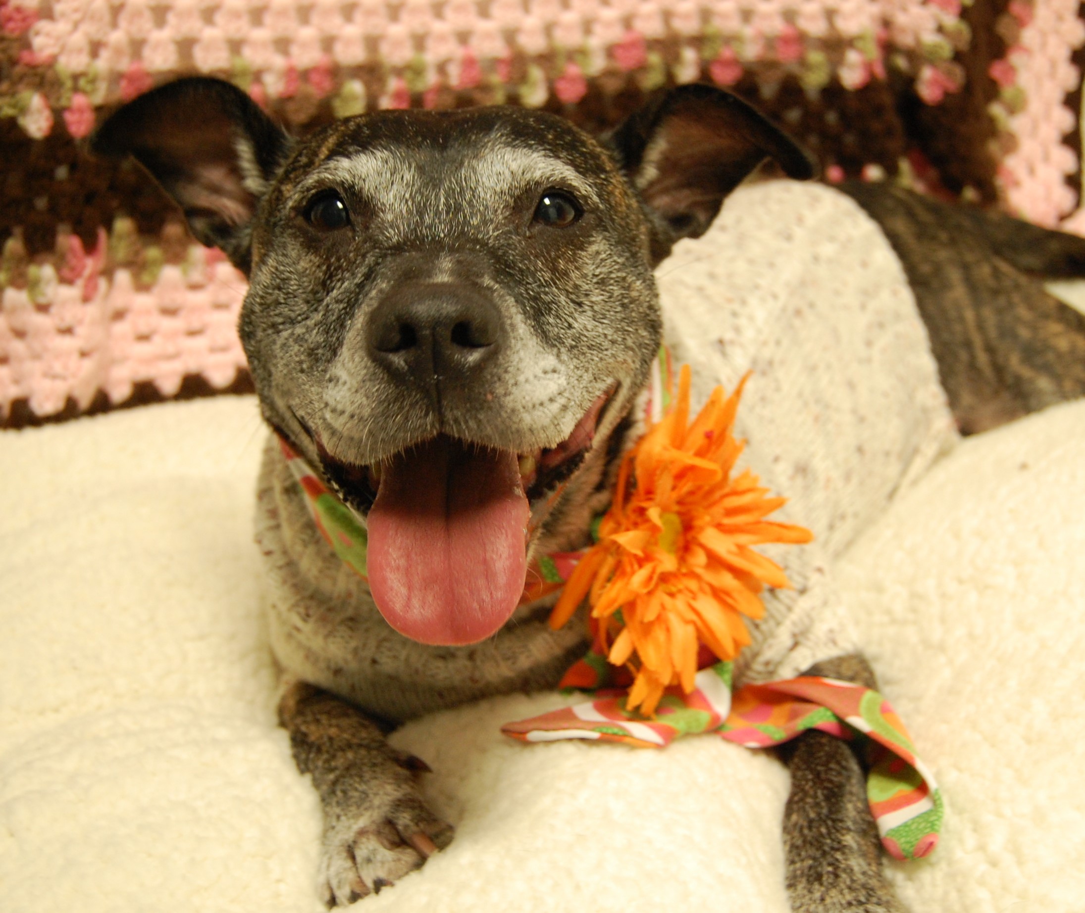 older dog close-up on right side with grass background