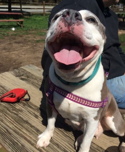 Bina Smiling dog