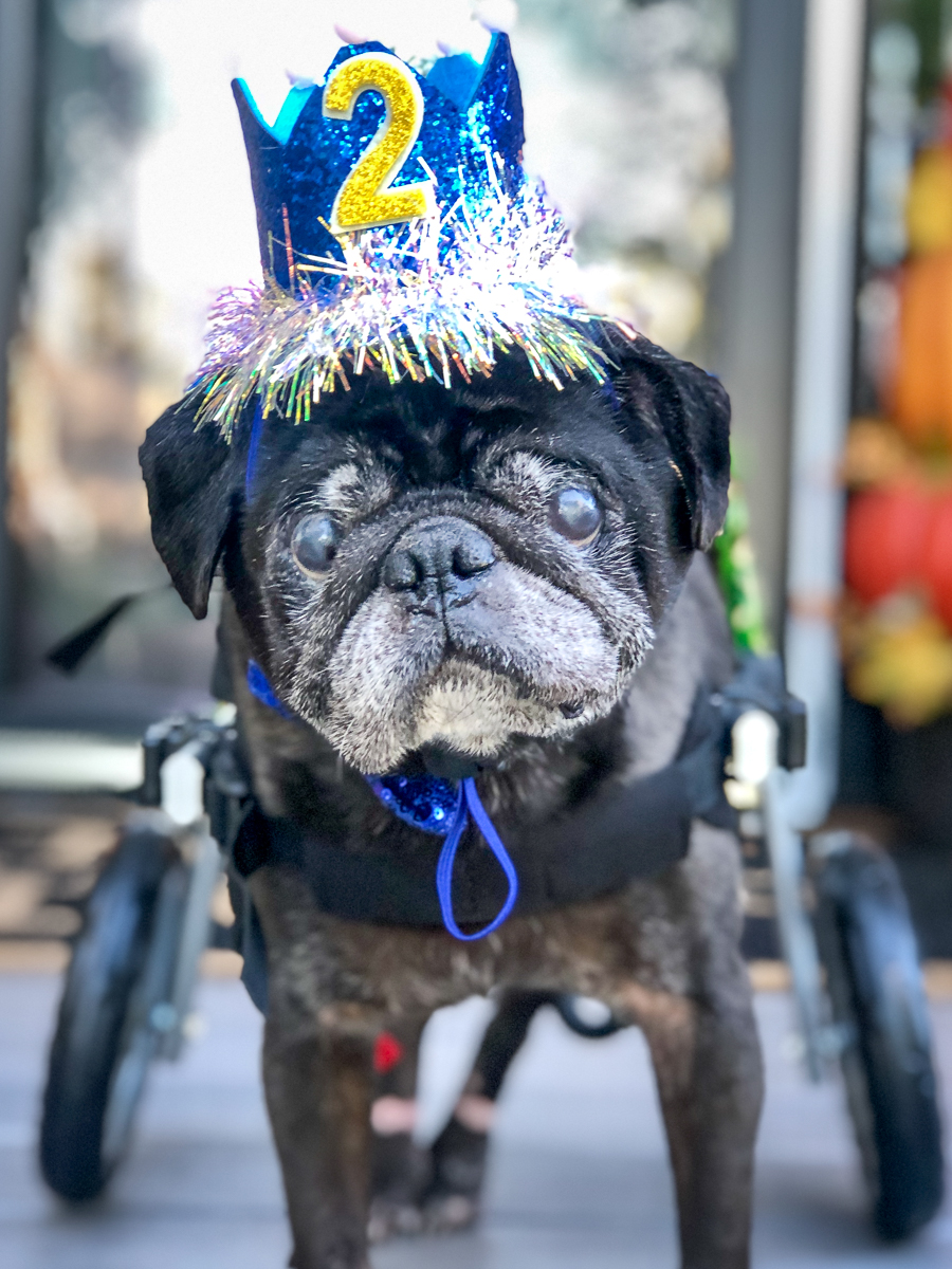 William Pug with cart