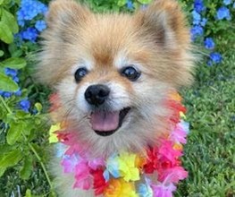 Kimme Small dog with flowers