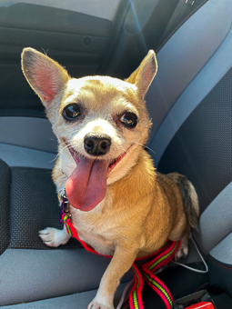 Maxi Small dog in car