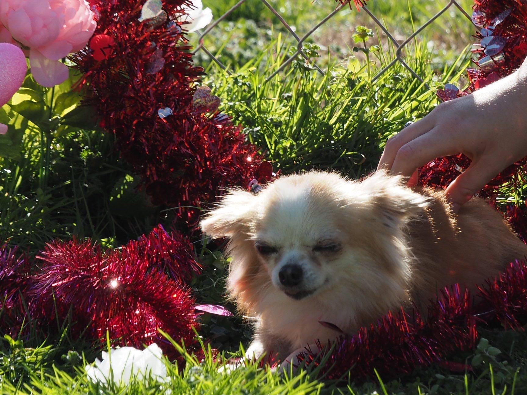 Chihuahua Solana Chihuahua Solana