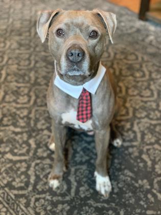 grey pit bull wearing a tie