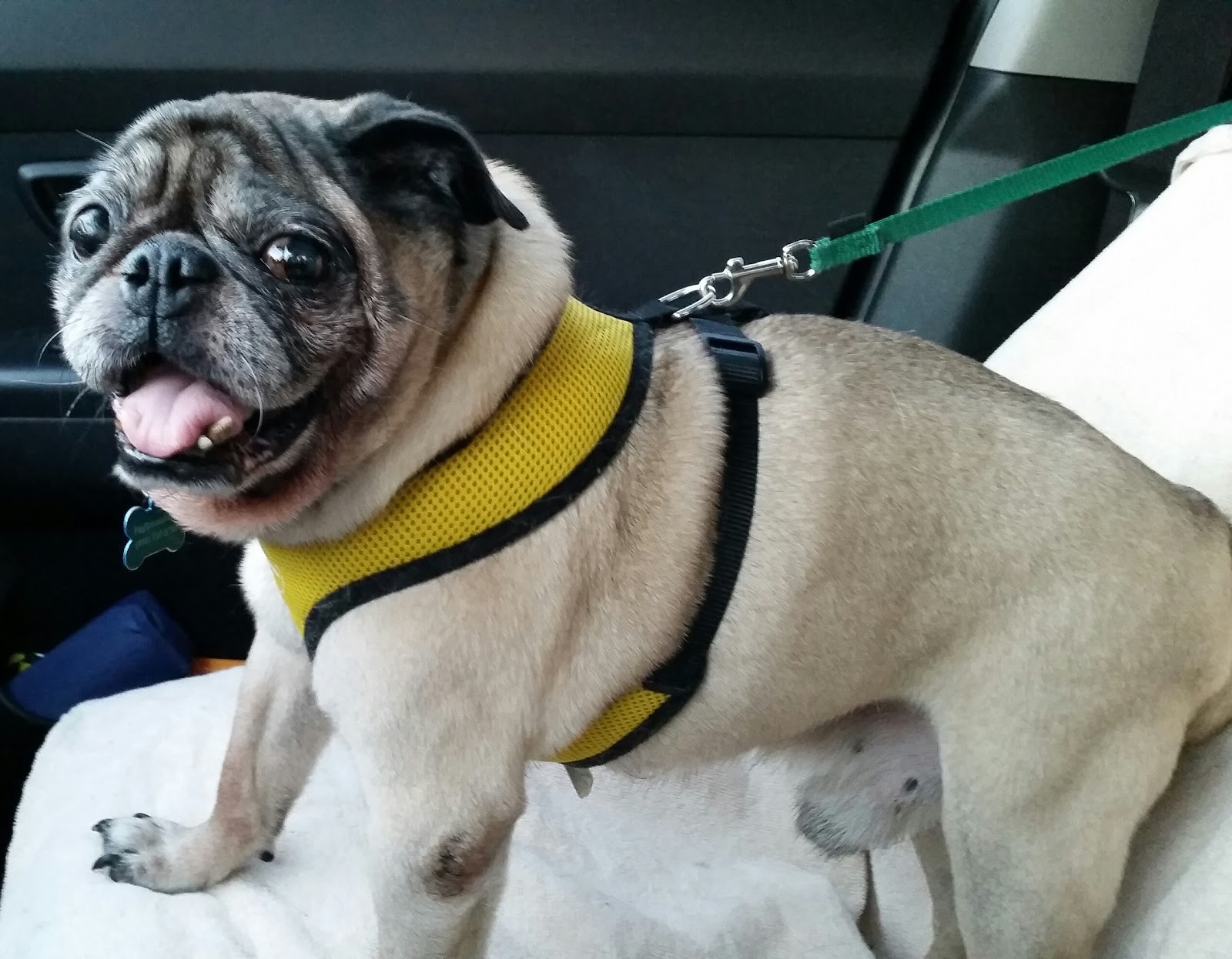 pug muzzle grey muzzle organization grants 225k in funding for senior programs the grey pug muzzle grey muzzle organization grants 225k in funding for senior programs the grey