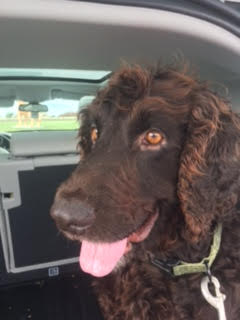 Remy Brown dog with curly hair sitting in a car.