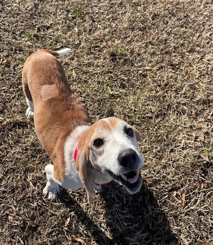Finn The Grey Muzzle Organization
