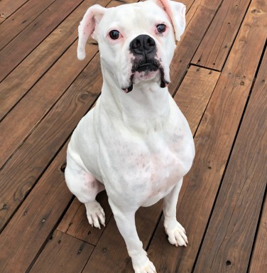white boxer sitting in front of the camera