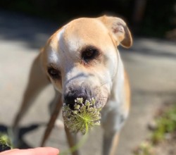 Brooks sniffing flowers