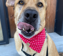 Scooby with tongue out and red bandana