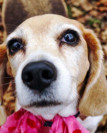 Older beagle standing on leaves, wearing a red and pink scarf, and looking directly at camera.