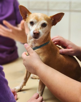 beige chihuahua being examined