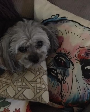 grey dog on pillow of his likeness