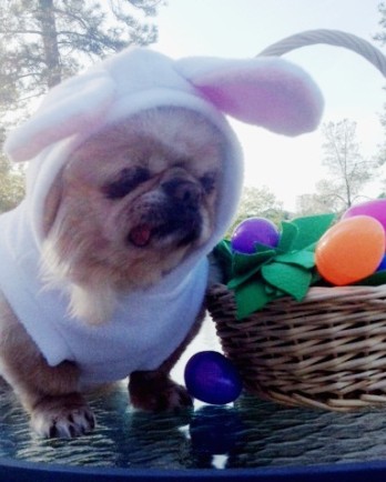 Buddy dressed up as an Easter bunny
