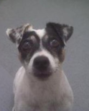 Kimmy, a Jack Russell terrier mix