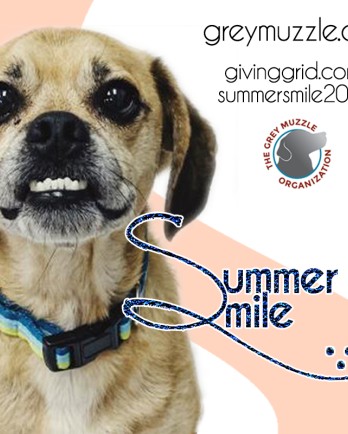 Puggle Dozer for the Summer Smile Campaign