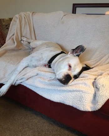 Ella the white boxer sleeping on the couch