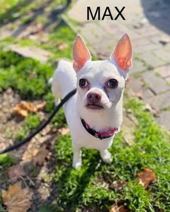 White Chihuahua Max