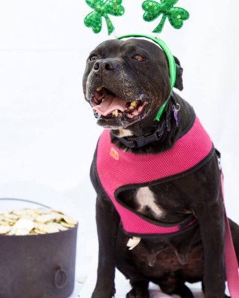 Black pit bull type dog wearing shamrock headband