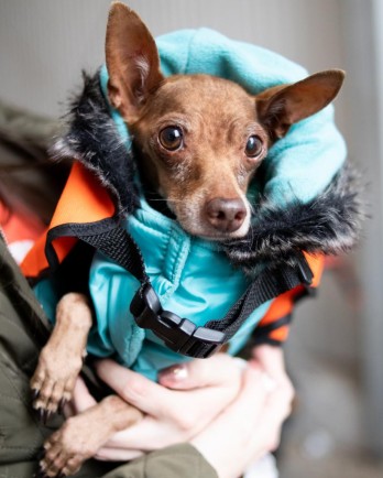 Brown Chihuahua in a blue winter coat