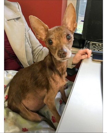 Brown Chihuahua with big ears, sitting on lap