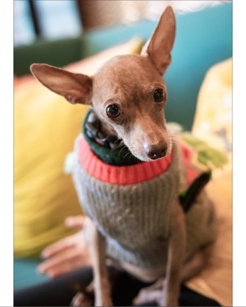 Pixie in a brown sweater
