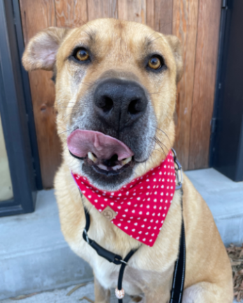Scooby with tongue out and red bandana