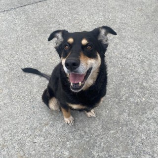 black dog smiling outside