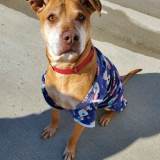 brown dog with Hawaiian shirt