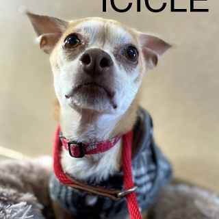 Icicle the Chihuahua