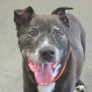 smiling grey pitbull