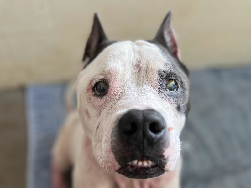 Blaze white dog