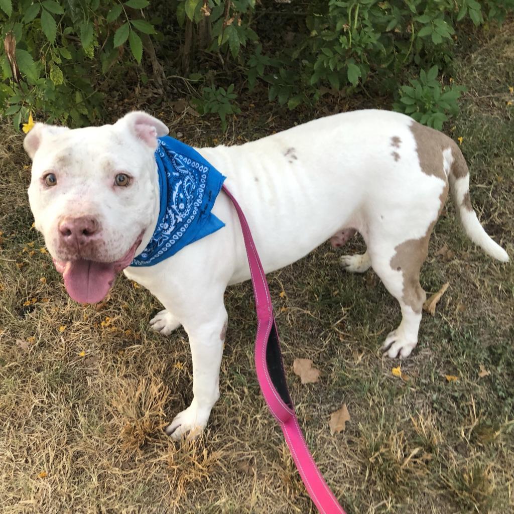 Casper the pit bull white and brown pit bull