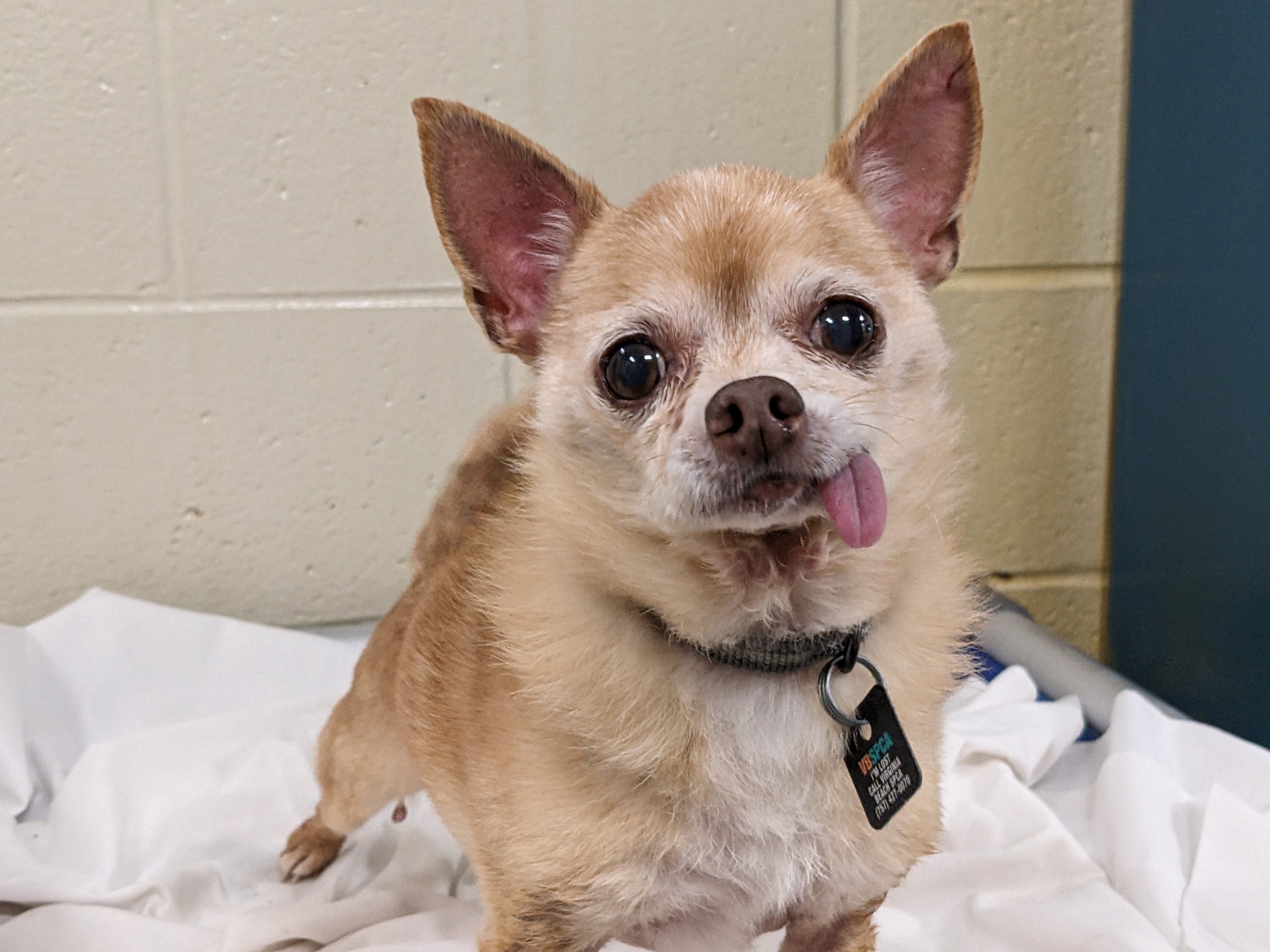 Chia tan dog with tongue out