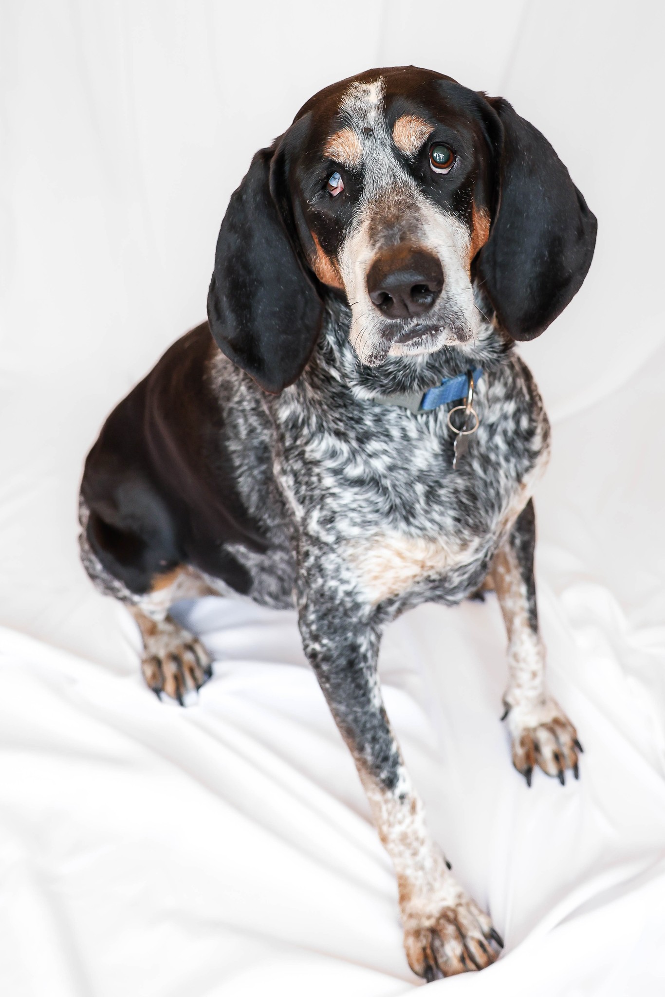 Elle hound dog
