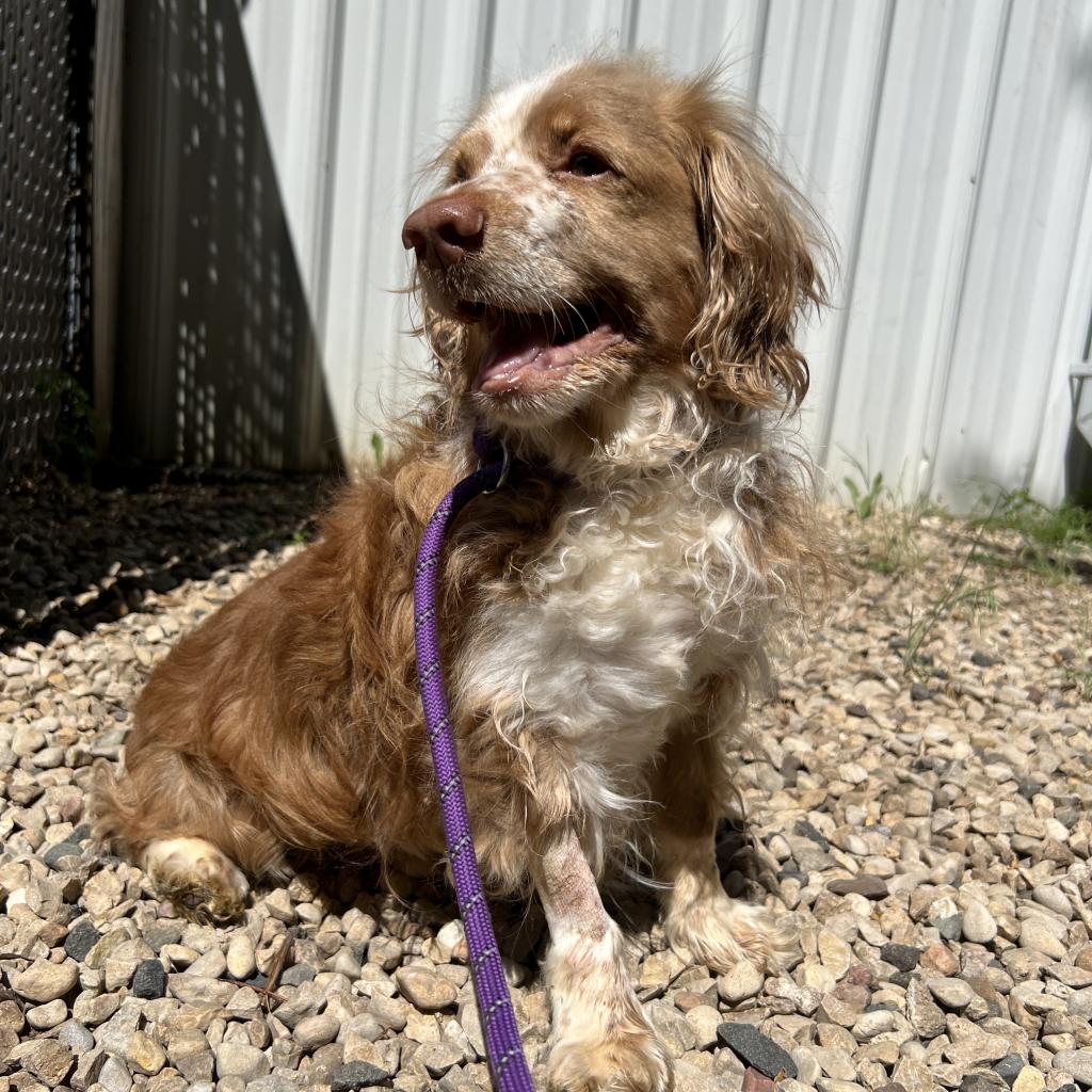 Gold sitting outside brown speckled dog sitting outside