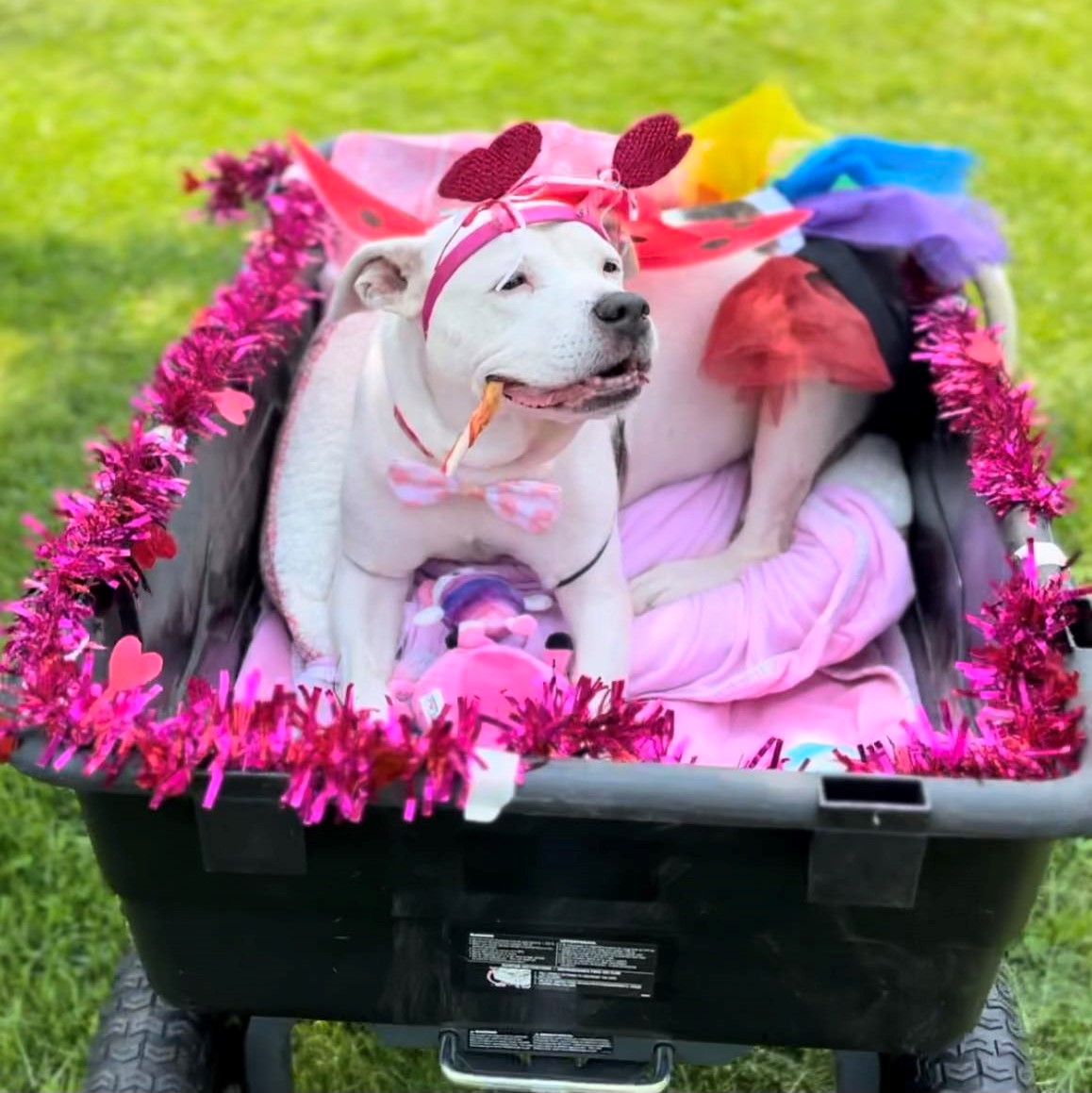 Harvey in cart white dog in decorated cart