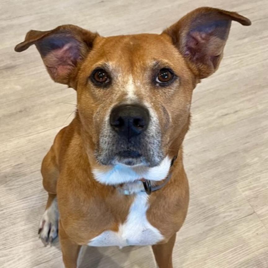 Hooch brown dog with floppy ears