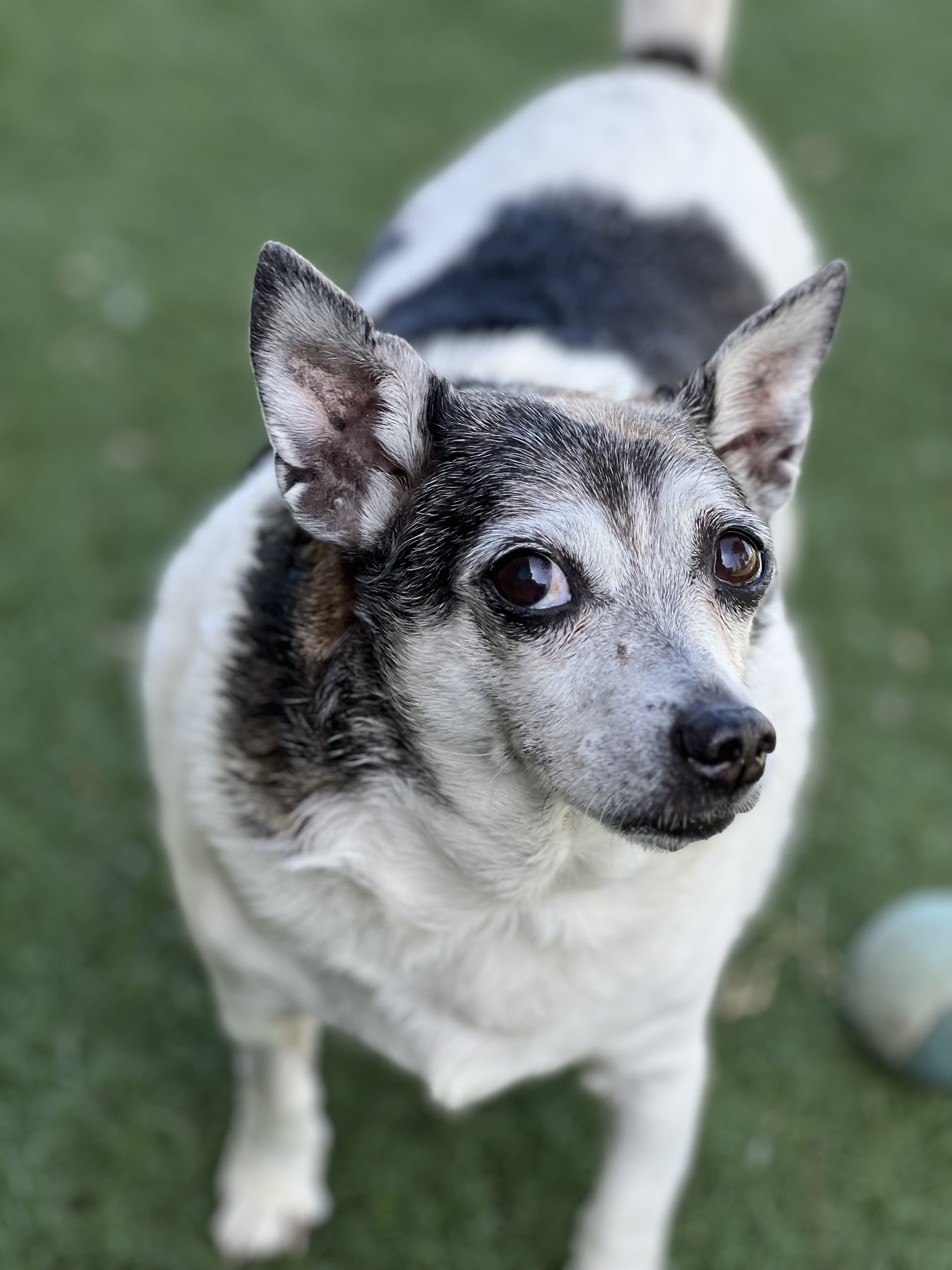 Jack portly black and white dog