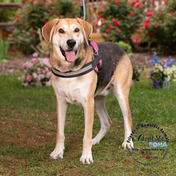 Lambert smiling smiling hound dog